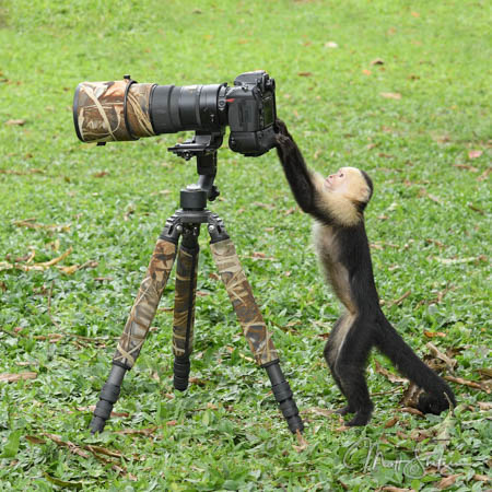 CostaRicaPhotoWorkshopChimping