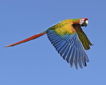 Costa Rica Tropical Lowlands Photography Workshop