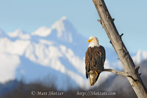 American Bald Eagle with Mountains