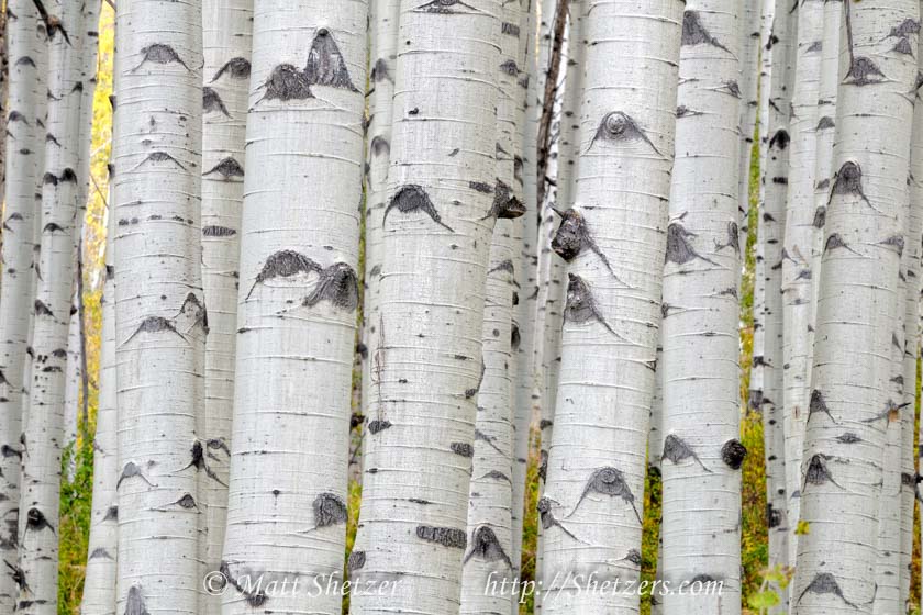 Aspen Grove in Colorado