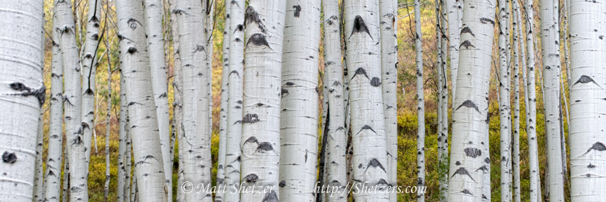 Aspen Trees of Colorado