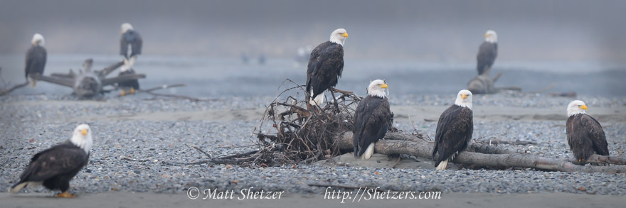 Bald Eagles gathering in Alaska