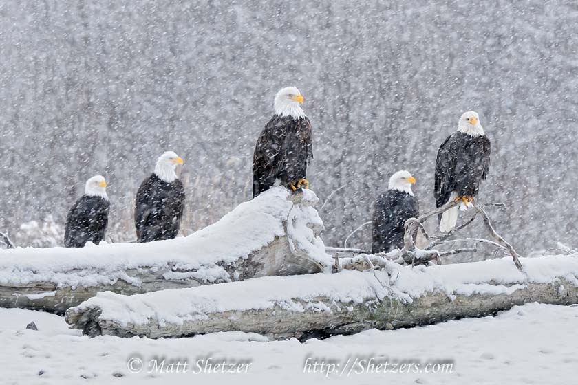 Eagles in the Snow