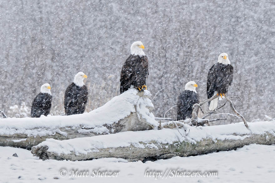 Five Bald eagles in a snowstorm Haines Alaska