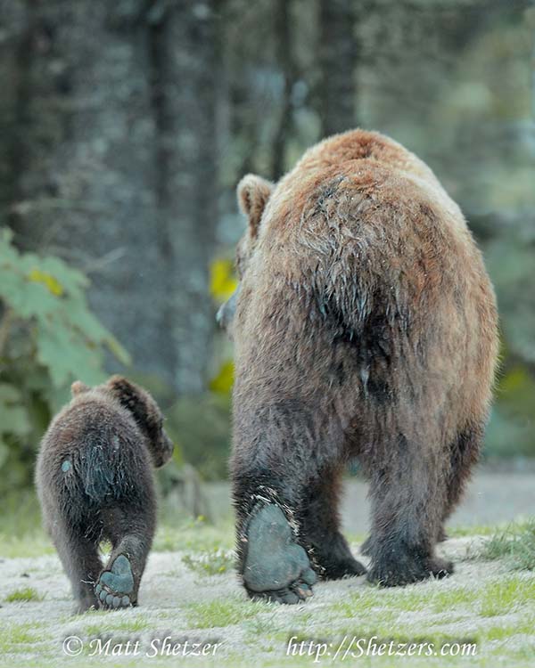 Bears Saying Goodbye until next year