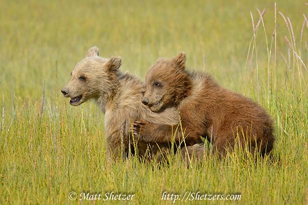 Grizzly Bear Cubs Playing