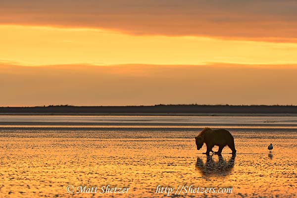 Grizzly Bear Clamming at Sunrise in Alaska