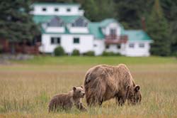 Homestead Lodge with Grizzly Sow and Cub