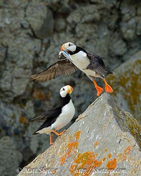 Our trip to Bird Island to photograph Horned Puffins.