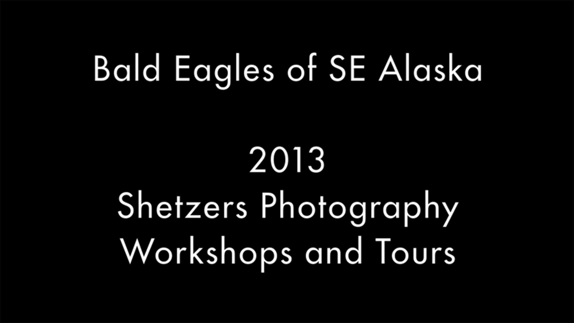 Bald Eagles of SE Alaska 2013