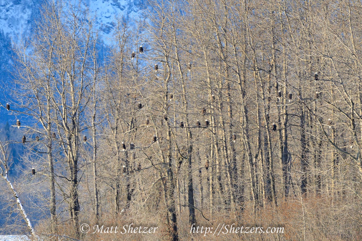 Bald Eagles in the Trees