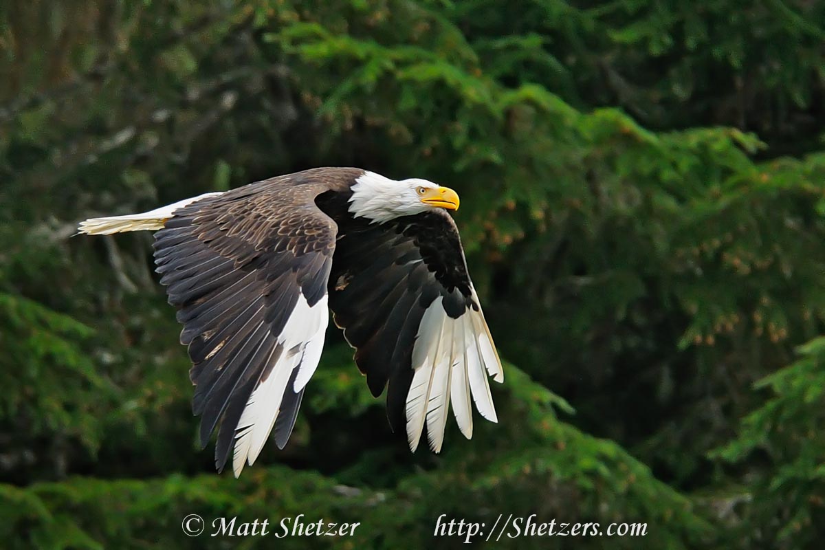 White Tips A Bald Eagle with Leucism