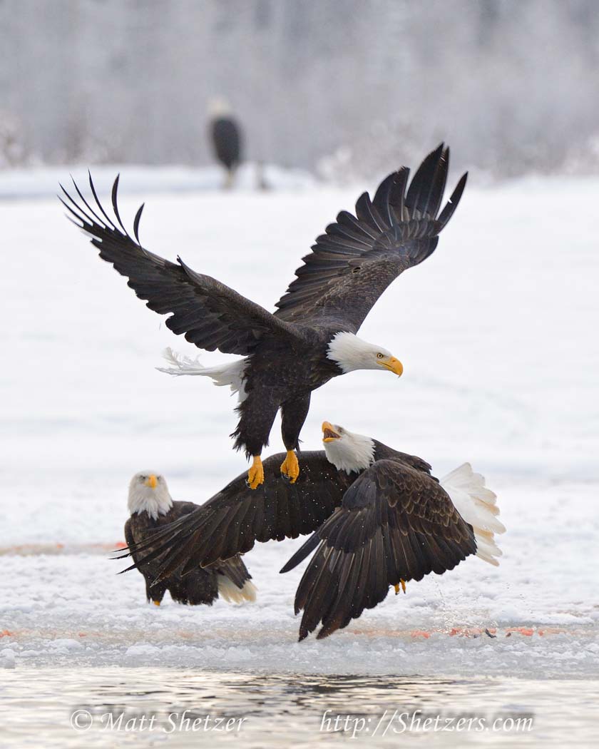 2012-11-12-Alaska-Haines-BaldEagles-16-54-24