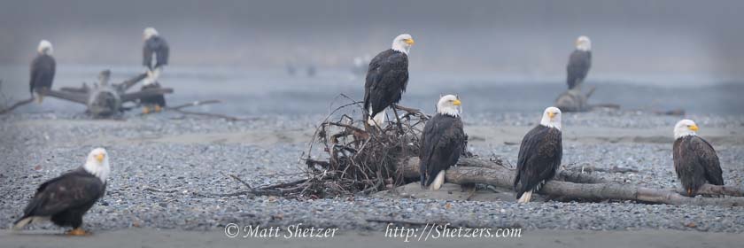 Bald Eagles gathering in Alaska Bald Eagles gathering in Alaska