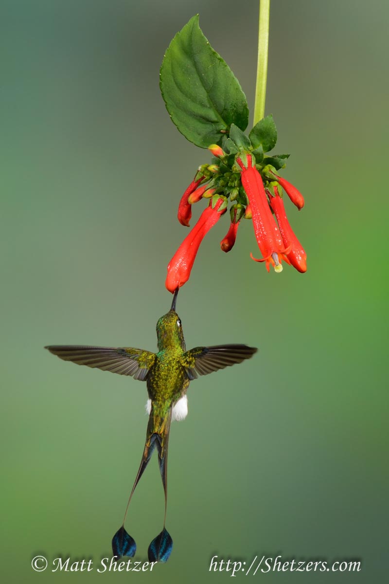 Booted Racket-tail Hummingbird