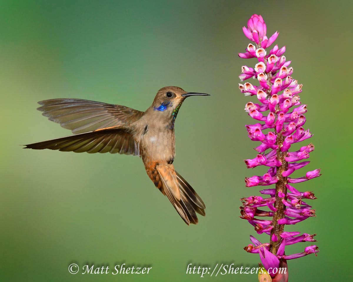 Brown Violetear Hummingbird