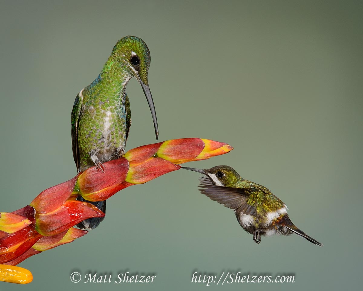 Green crowned brilliant hummingbird and white bellied woodstar hummingbird