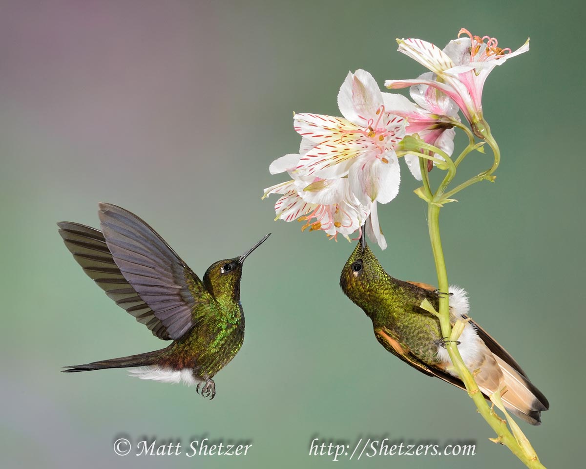 Two hummingbirds feed from white and pink blooming flower