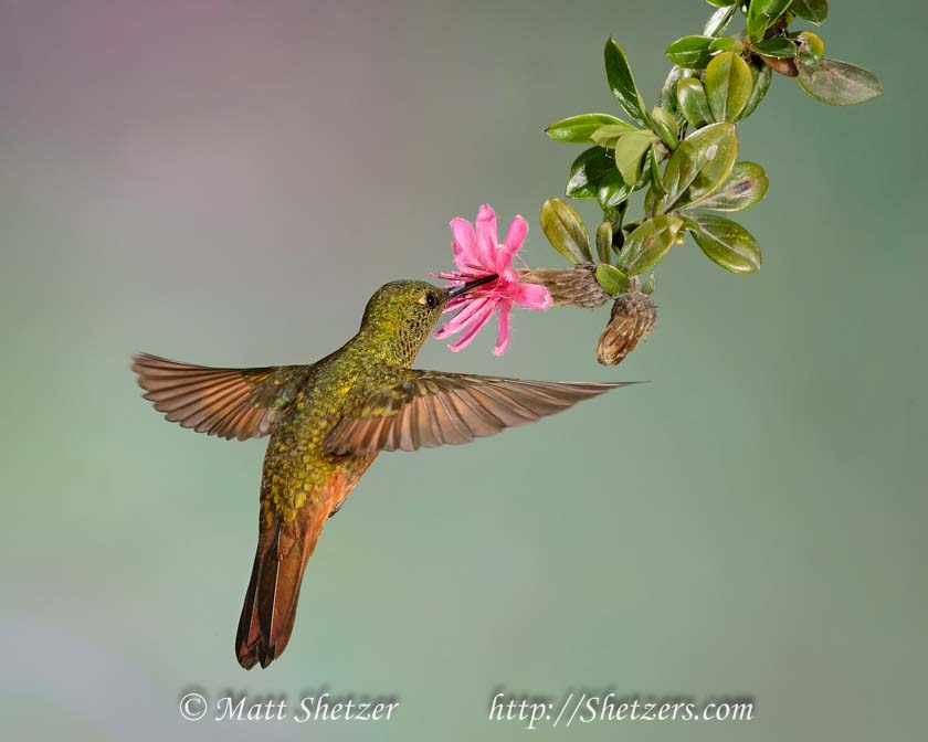 Chestnut breasted Coronet in flight drinking nectar