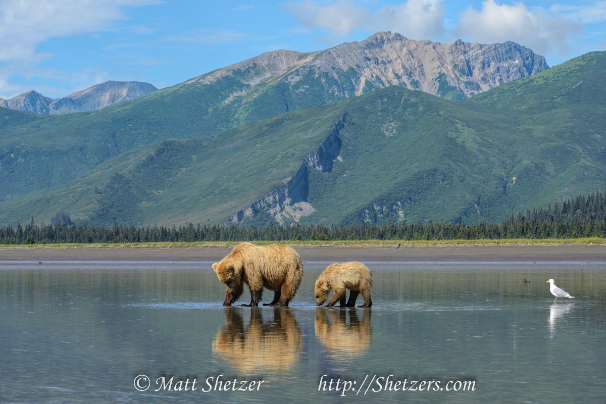 Alaskan brown bear fishing