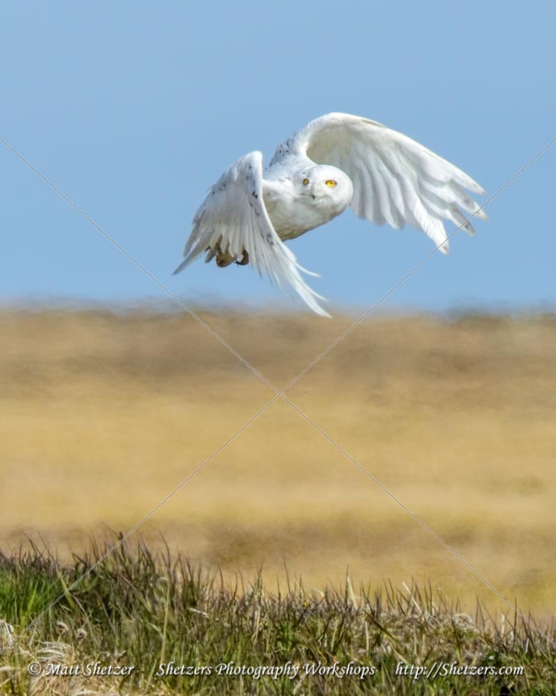 Snowy Owl Picture