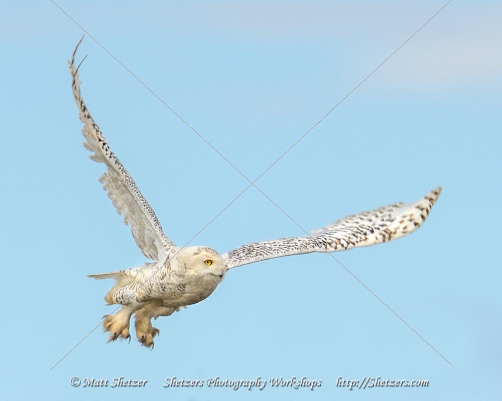 Snowy Owl Picture