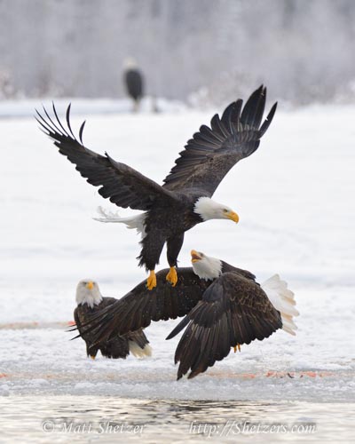 A pair of bald eagles exhibit aggressive behavior while flying