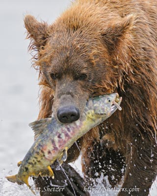 Large Grizzly Bear Fishing