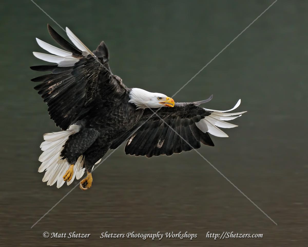B Leucistic Bald Eagle in Flight Haines Alaska