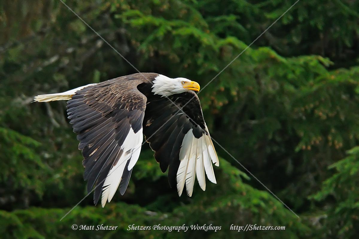 White Tips - A Bald Eagle with Leucism