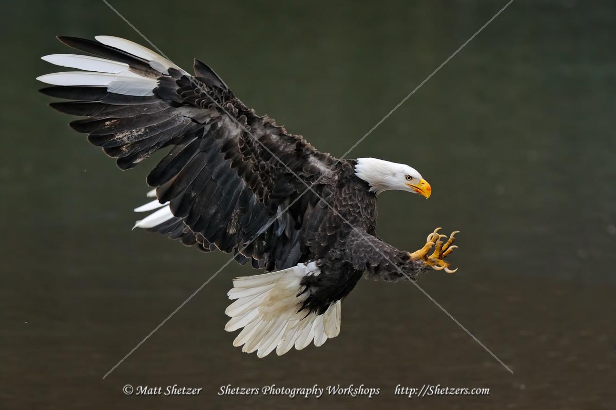 Bald Eagle with Leucism in flight