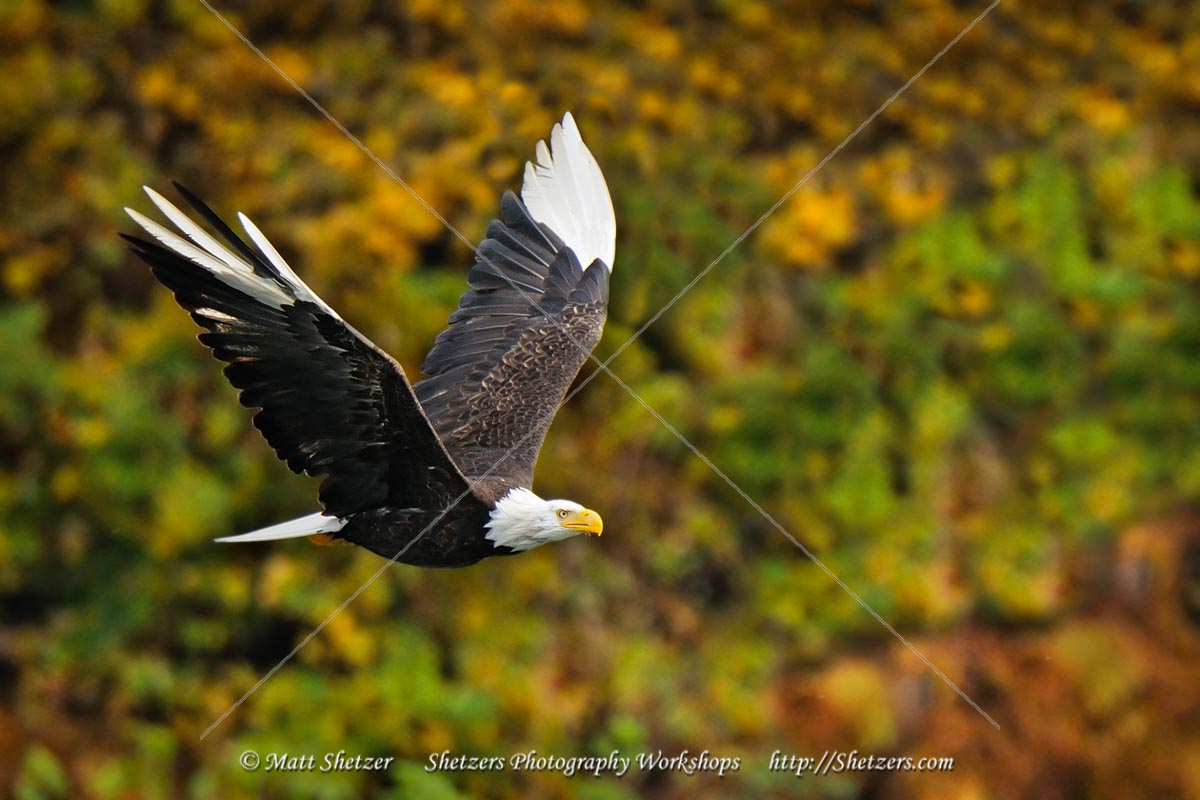 Leucistic Bald Eagle in flight with colorful background