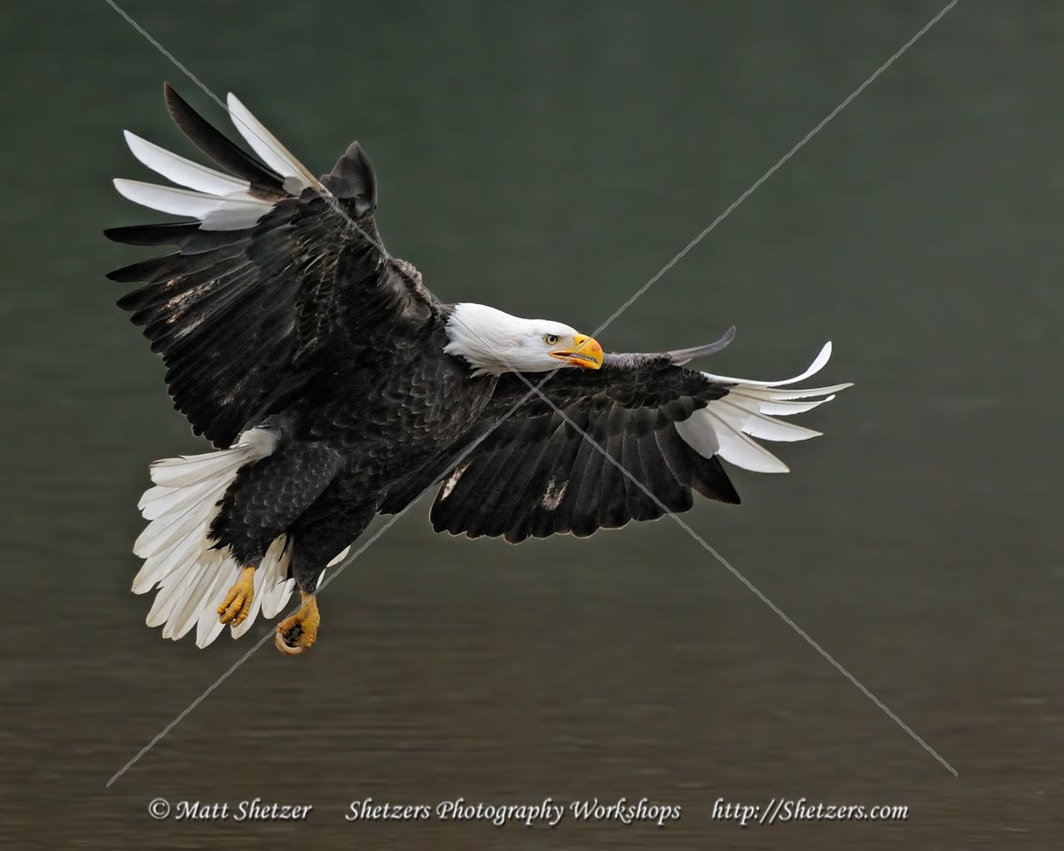 Leucistic Bald Eagle in Flight