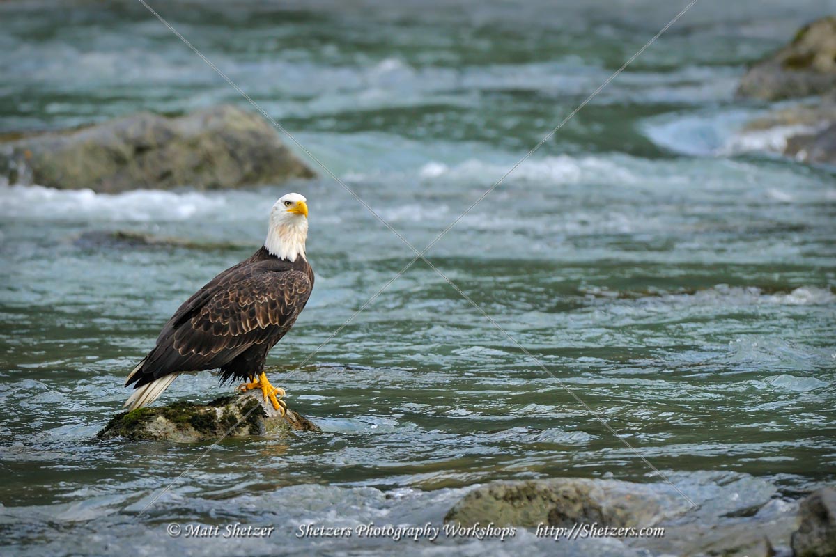 Leucistic Bald Eagle surveying the river