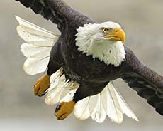 Bald Eagle Photo Workshops