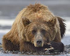 Grizzly Bear Photo Workshop