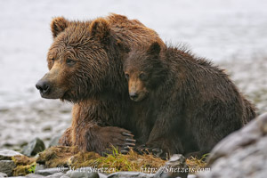 Grizzly Bear Sow Protecting Her Cub Katmai National Park and Preserve Alaska
