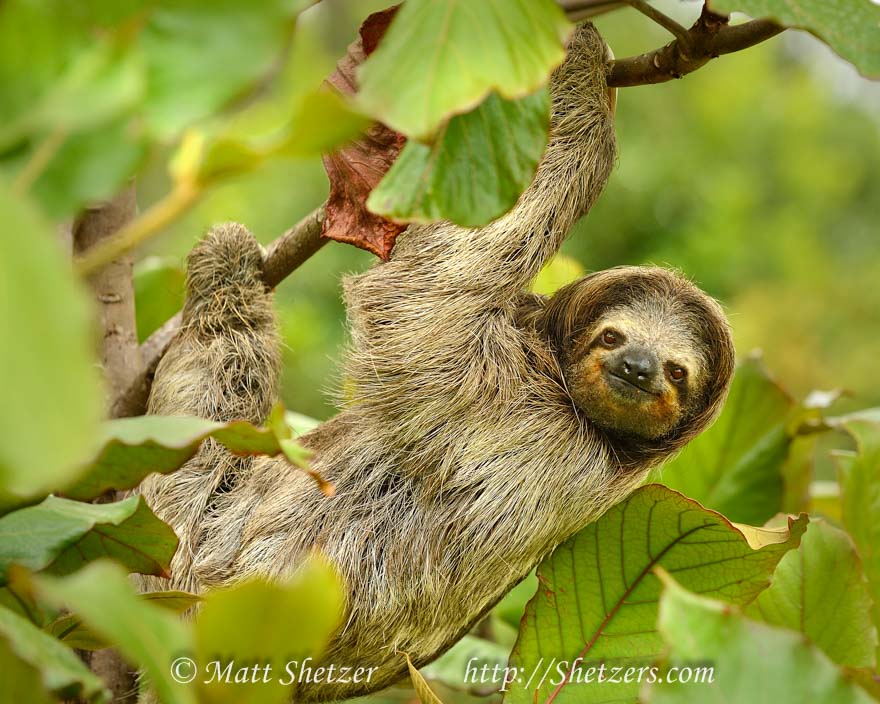 A three-toed sloth up close at the rescue farm.