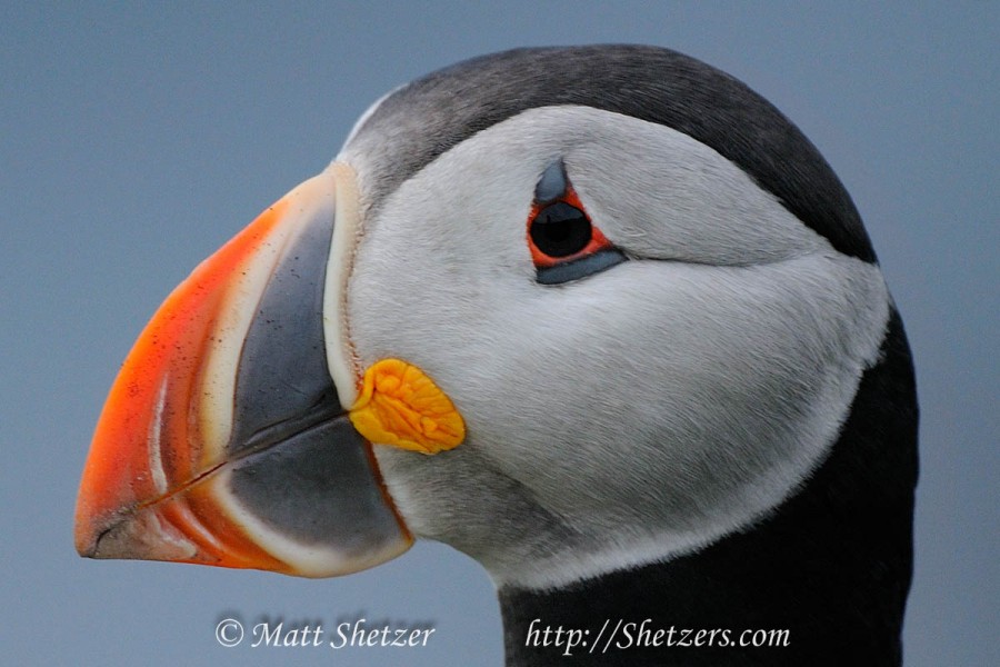 B Cheeky Fellow Puffin Portrait Elliston Newfoundland