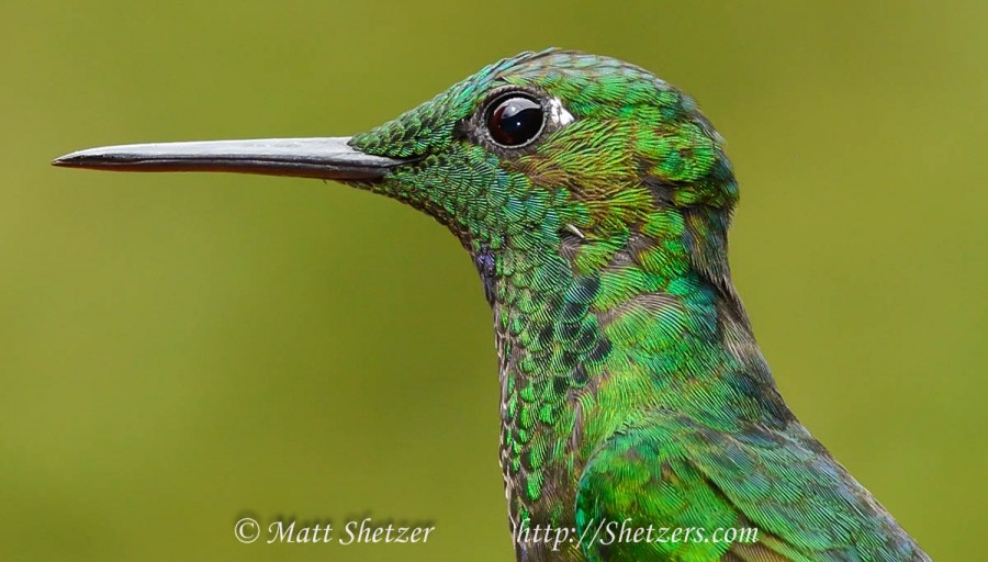 2015 04 01 CostaRica BosqueDePaz Hummingbirds 12 22 41 3x2Ratio