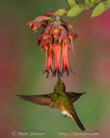 Hummingbird Photography Workshop - Buff-tailed coronet hummingbird drinks from a red flower in flight.