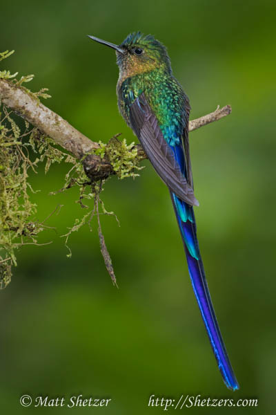 One of the most beautiful hummingbirds in the word, the Violet-tailed sylph.