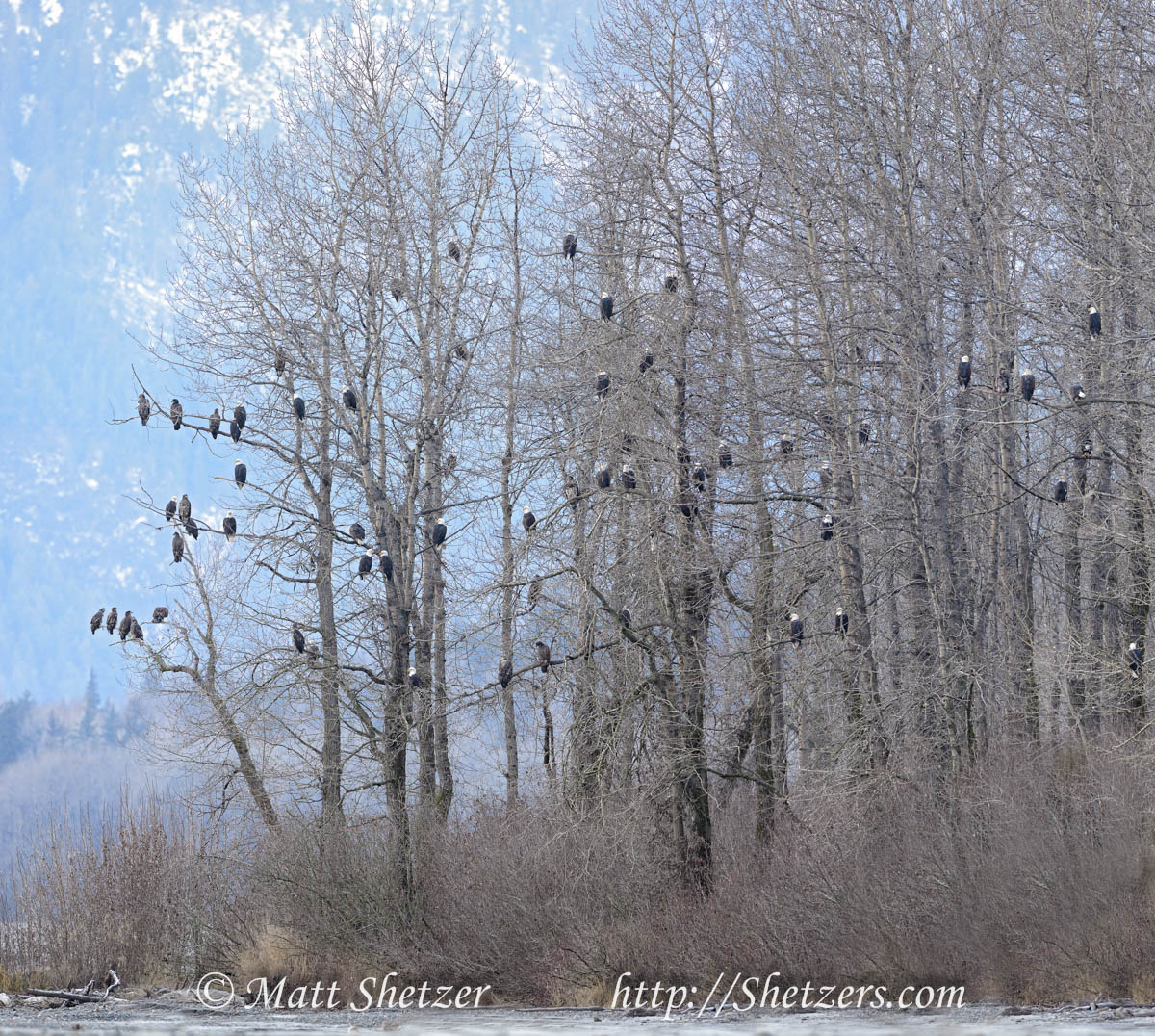The most eagles I have ever seen in the trees at one location this year. How many bald eagles can you count?