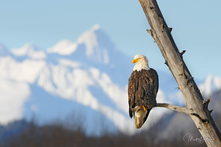 American Bald Eagle With Mountains