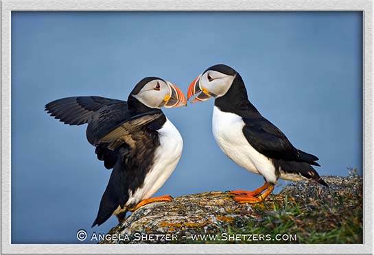 2011 07 04 Canada Newfoundland Elliston AtlanticPuffin 20 27 32E