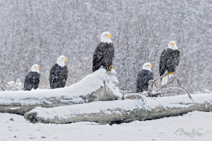Five Bald Eagles In A Snowstorm