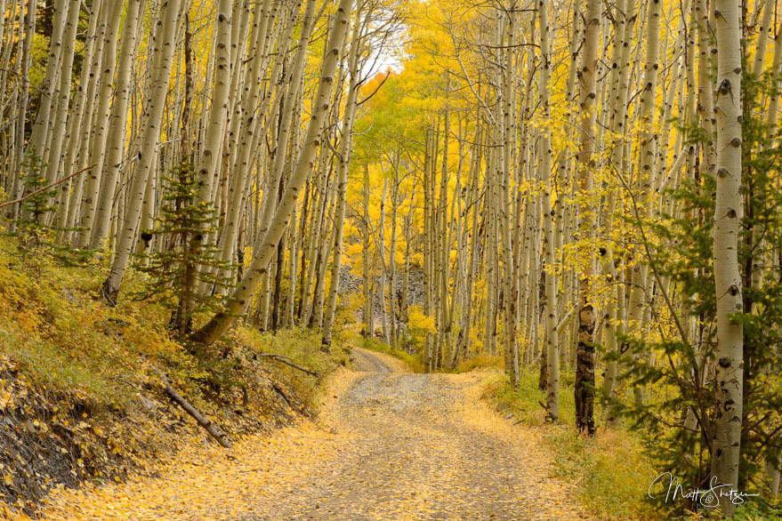 Ophir Pass Encompassed By Aspens