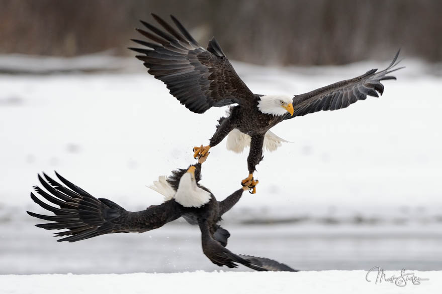 Bald Eagle Talons Locked At Chilkat Bald Eagle Preserve