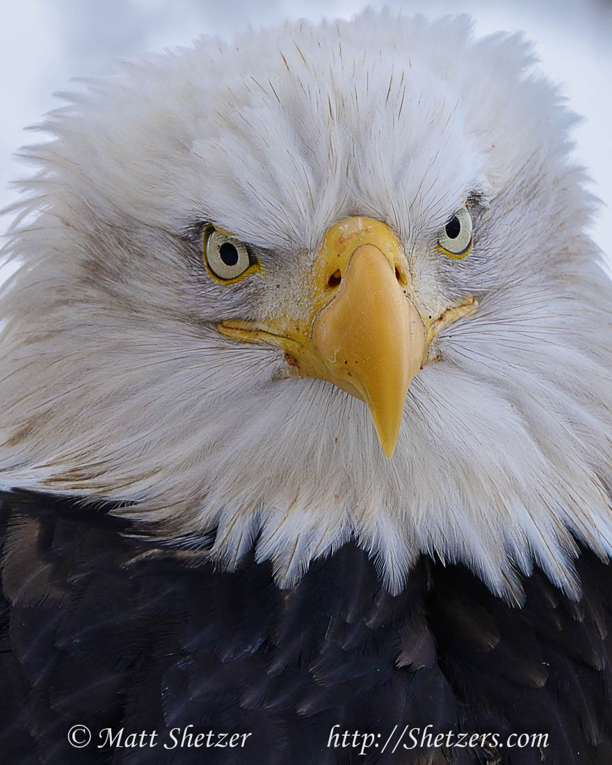 Bald Eagle Photography tours - Eagle close-up Bald Eagle Photography tours - Eagle close-up