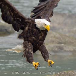 Bald Eagle Photography Workshop - A close up of an adult eagle landing Bald Eagle Photography Workshop - A close up of an adult eagle landing